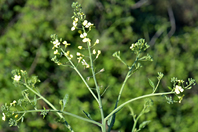 Raphanus raphanistrum